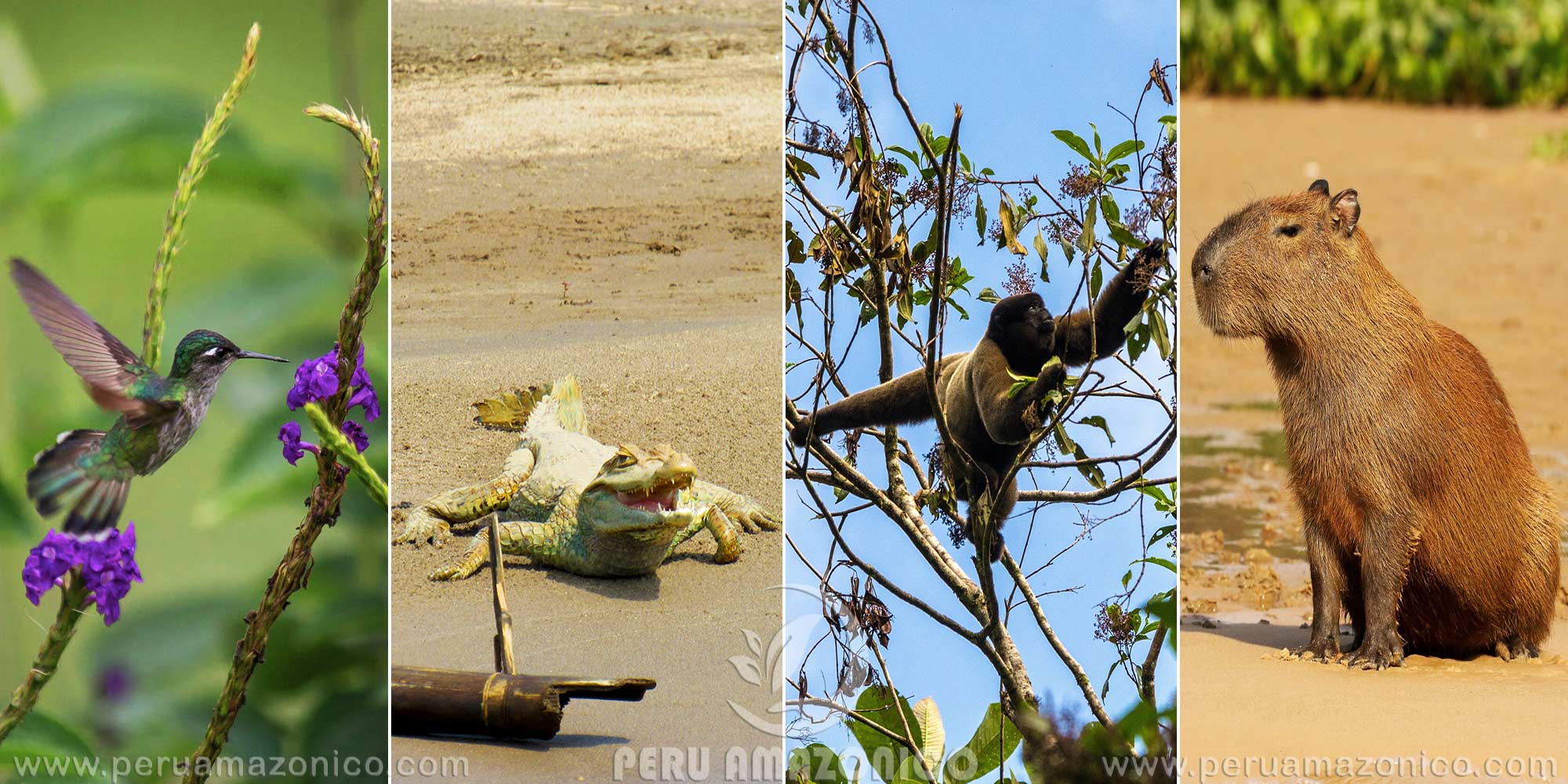 MANU NATURE TOURS